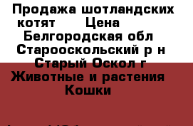 Продажа шотландских котят!!! › Цена ­ 5 000 - Белгородская обл., Старооскольский р-н, Старый Оскол г. Животные и растения » Кошки   